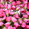 Eau de rose pure 100 % naturelle – Hydratante et apaisante – Image 2