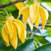 Huile de Massage Ylang Ylang – Relaxation et Douceur Sensorielle 100ml – Image 3