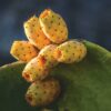 Huile Figue de Barbarie Bio Maroc – Anti-Âge & Éclat Naturel 10ml – Image 3